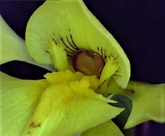 Diuris amabilis