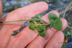 Wahlenbergia rivularis