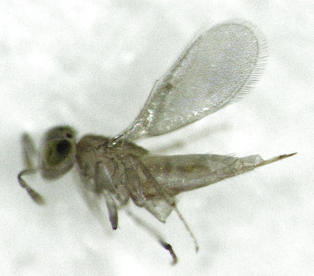 Centrodora