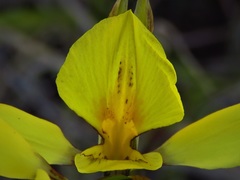 Diuris amabilis