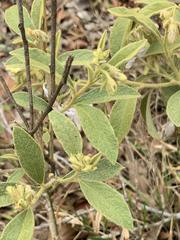 Solanum subumbellatum