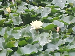 Nymphaea alba