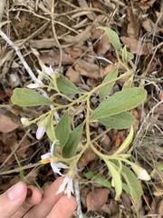 Solanum subumbellatum