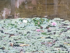 Nymphaea alba