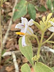 Solanum subumbellatum