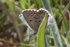 Pseudophilotes baton