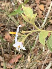 Solanum subumbellatum