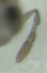 Centrodora scolypopae