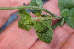 Wahlenbergia rivularis