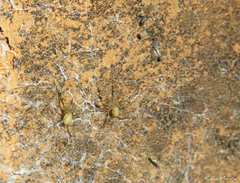 Loxosceles amazonica