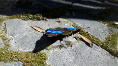 Doxocopa laurentia