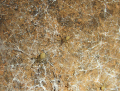 Loxosceles amazonica