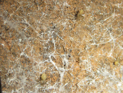 Loxosceles amazonica