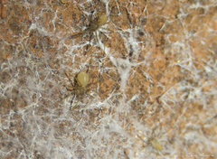 Loxosceles amazonica