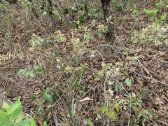 Solanum subumbellatum
