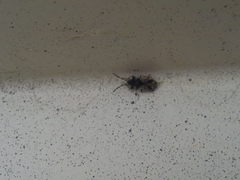 Scolopostethus affinis