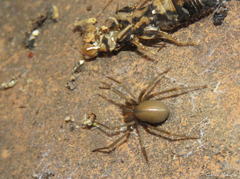 Loxosceles amazonica