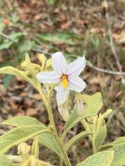 Solanum subumbellatum