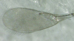 Centrodora scolypopae
