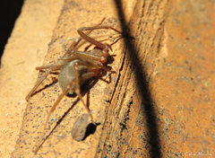 Loxosceles amazonica