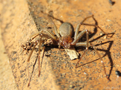 Loxosceles amazonica