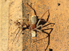 Loxosceles amazonica