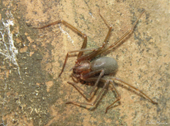 Loxosceles amazonica