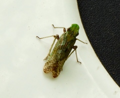 Calyptoproctina