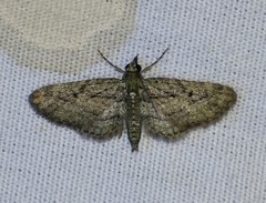Eupithecia longidens