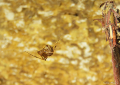 Theridiidae