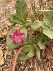 Cycladenia humilis