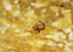 Theridiidae