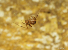 Theridiidae