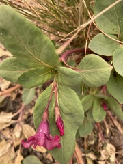 Cycladenia humilis