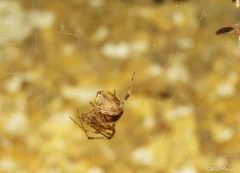 Theridiidae
