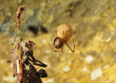 Theridiidae