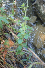 Wahlenbergia rivularis