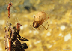 Theridiidae