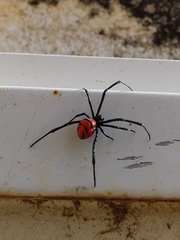 Latrodectus curacaviensis