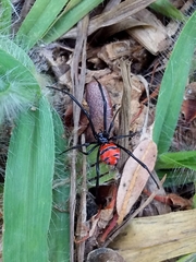 Latrodectus curacaviensis
