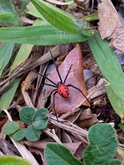 Latrodectus curacaviensis