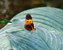 Mechanitis messenoides