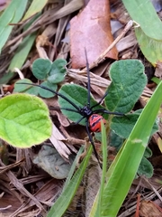 Latrodectus curacaviensis
