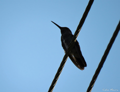 Chionomesa fimbriata