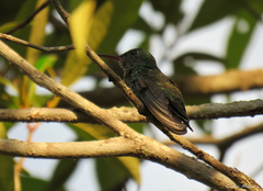 Chionomesa fimbriata