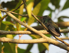 Chionomesa fimbriata