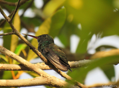 Chionomesa fimbriata