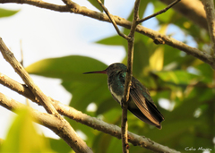 Chionomesa fimbriata