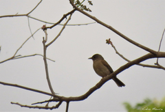 Turdus leucomelas