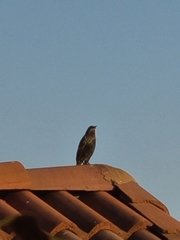 Sturnus vulgaris